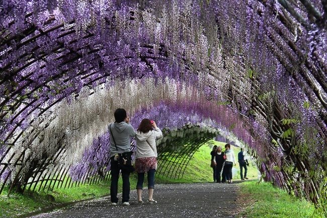 🌸 가와치 등나무 정원 (河内藤園) 이미지 7